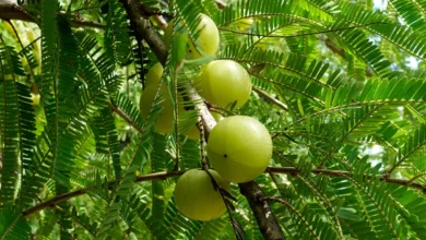 Eat Amalaki Fruits To Get Health Benefits
