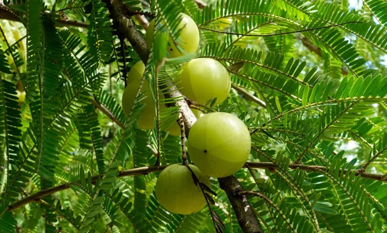 Eat Amalaki Fruits To Get Health Benefits